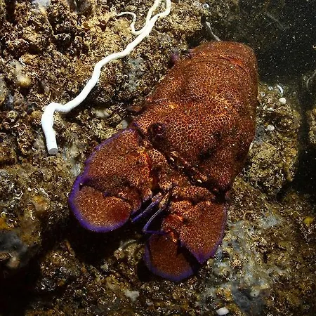 The Patrick * Catania
