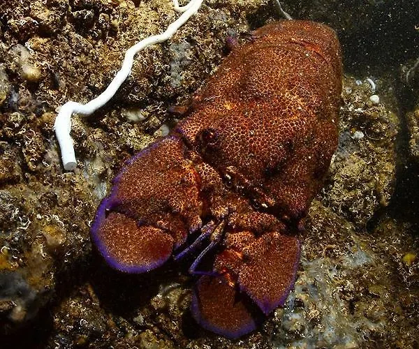 The Patrick * كاتانيا